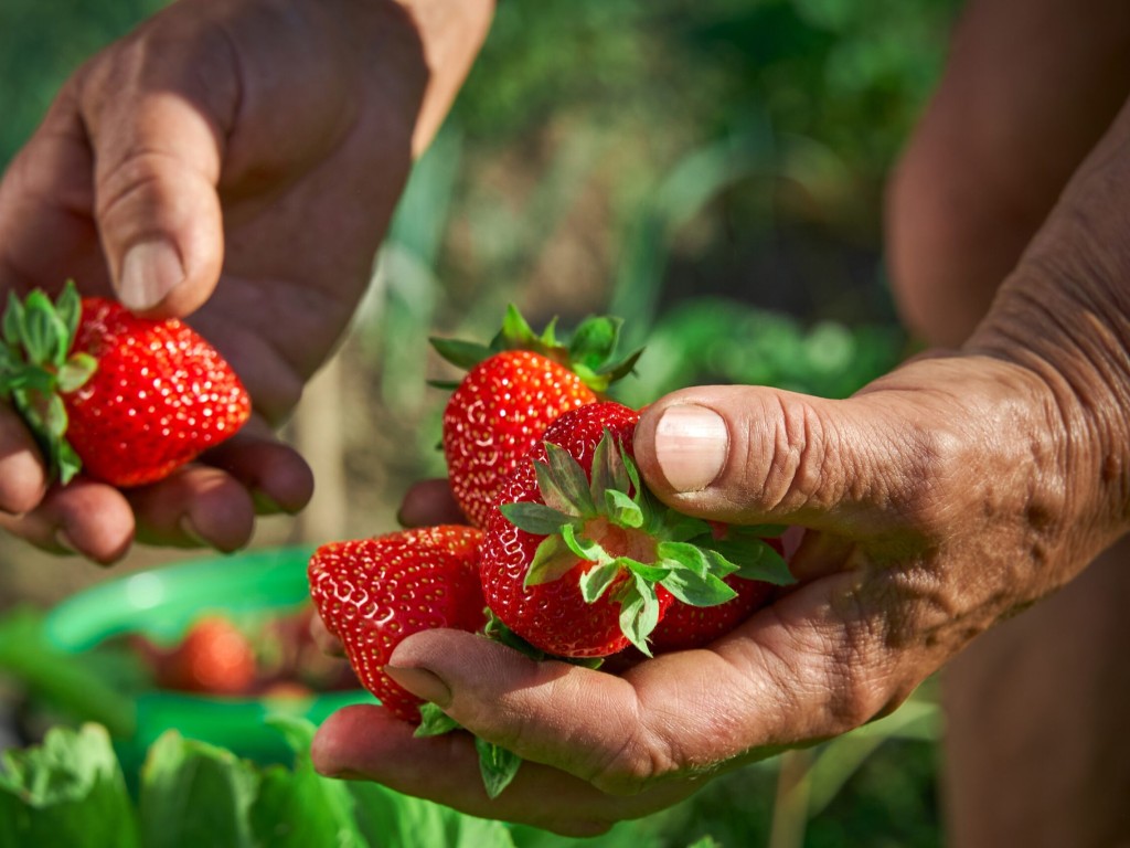 Smart (Straw)berry Chain