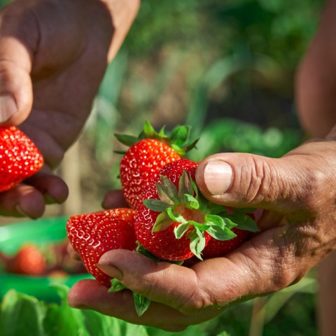 Smart (Straw)berry Chain